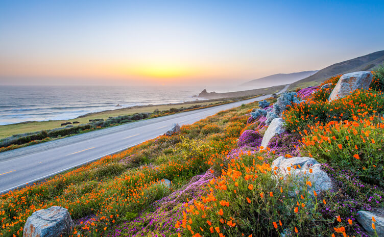 Wild flowers and California coastline in Big Sur at sunset